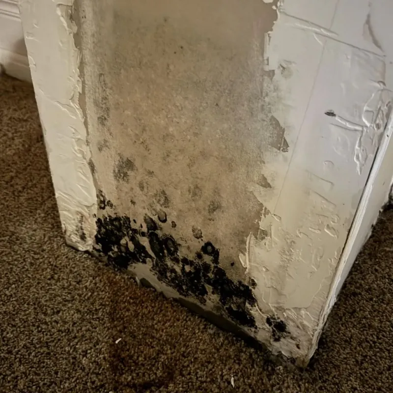 Professional Mold Removal in Eureka, KS